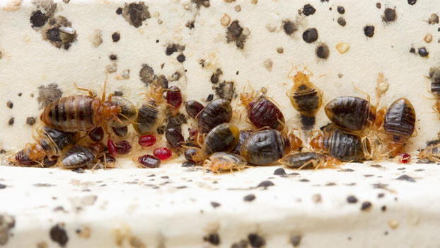 A1 Bed Bug Treatment Houston