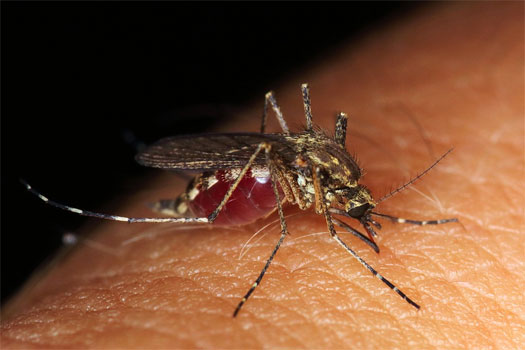 Mosquito Removal Miami, FL